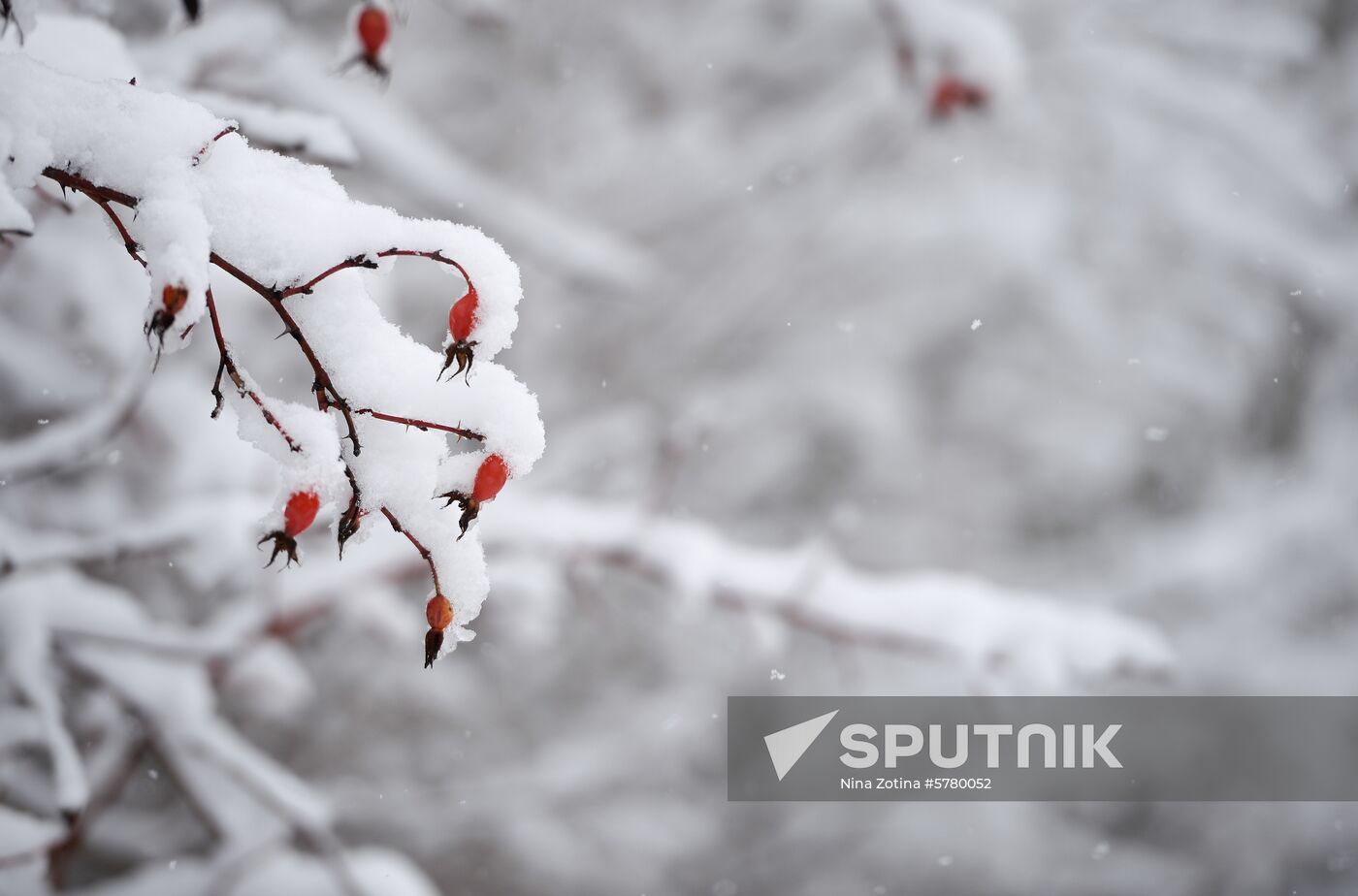 Russia Snow