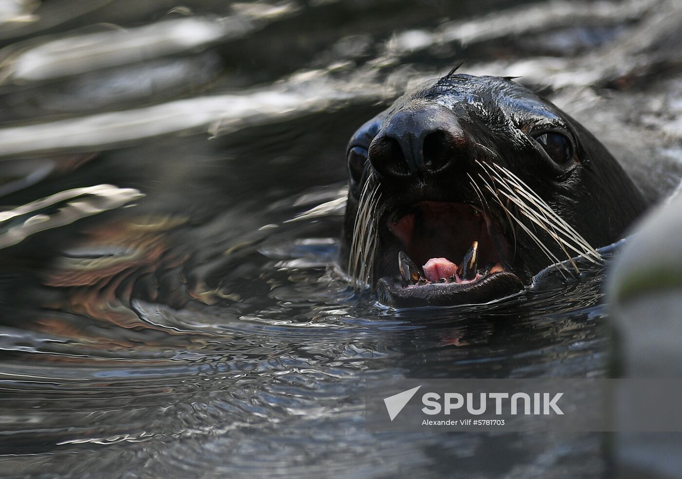 Russia Moscow Zoo