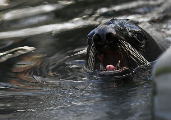 Russia Moscow Zoo