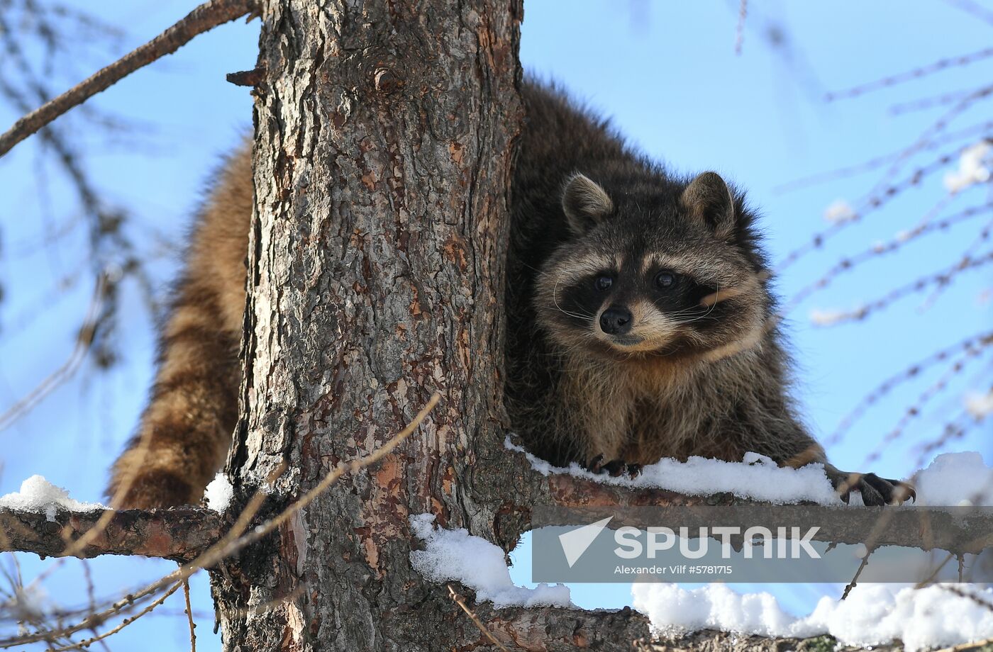 Russia Moscow Zoo