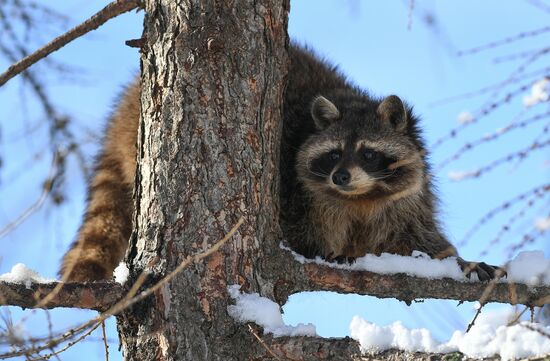 Russia Moscow Zoo