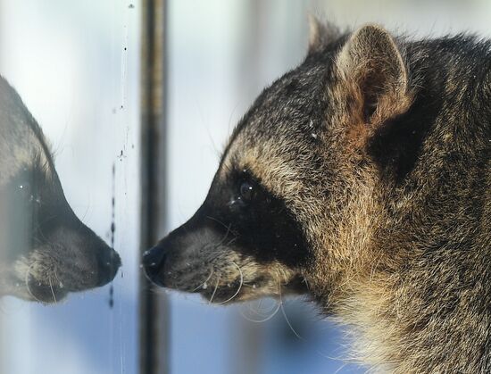 Russia Moscow Zoo