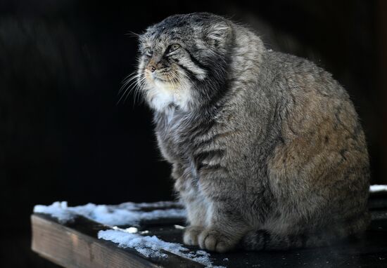 Russia Moscow Zoo
