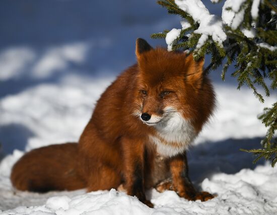 Russia Moscow Zoo