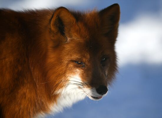 Russia Moscow Zoo