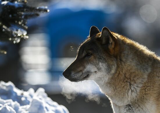 Russia Moscow Zoo