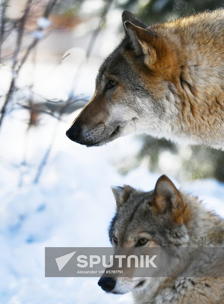 Russia Moscow Zoo