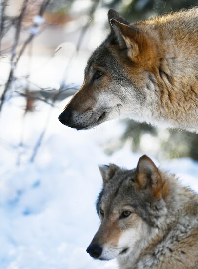 Russia Moscow Zoo