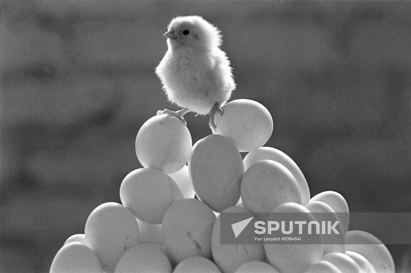 Chick