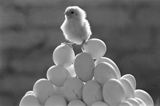 Chick
