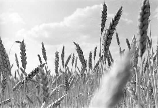 Kirov collective farm in Rostov Region