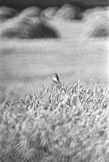 Kirov collective farm in Rostov Region