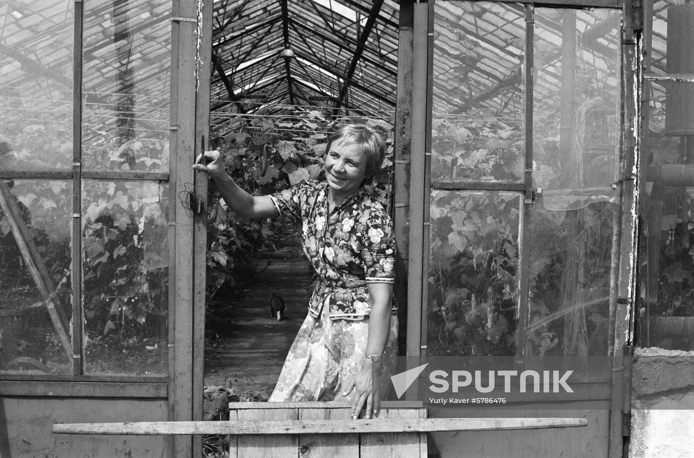 Hothouse on Kunashir Island
