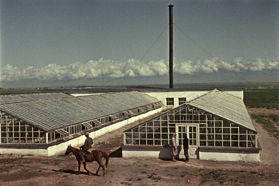 Hothouses in Issyk-Kul Region, Kirgizia