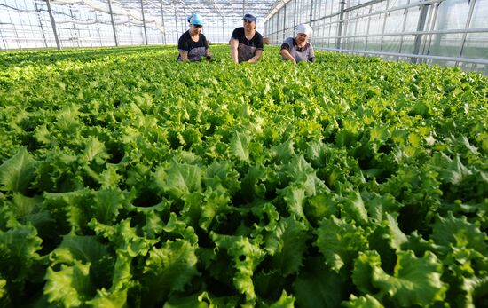 Russia Agriculture