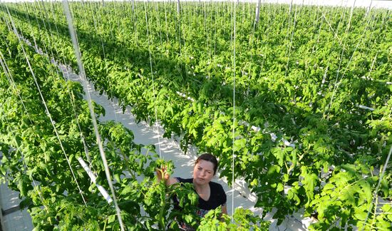 Russia Agriculture