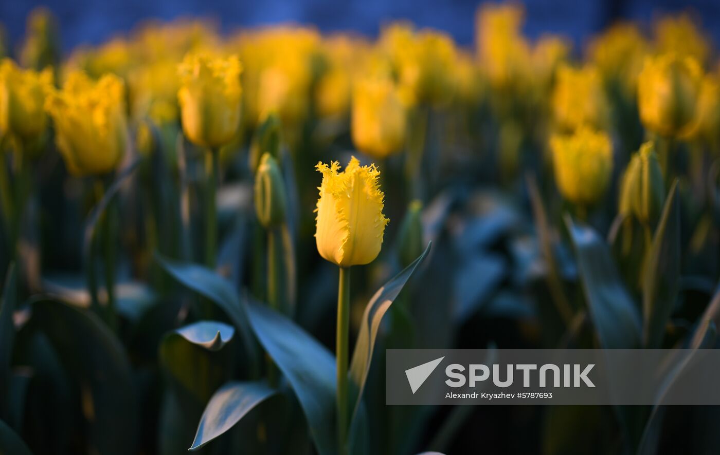 Russia Flowers