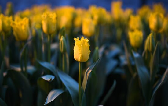 Russia Flowers