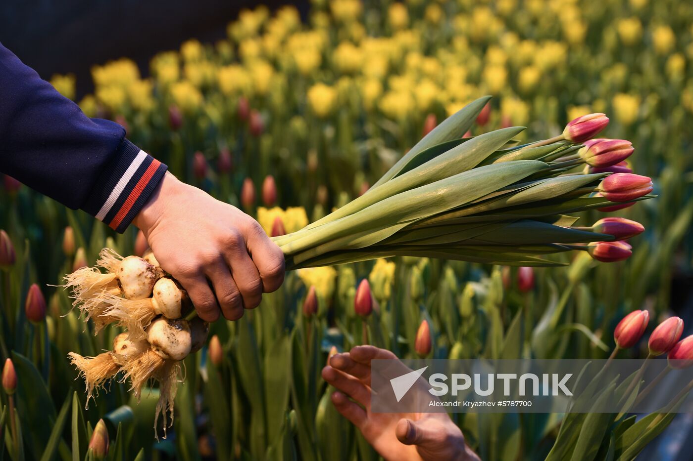 Russia Flowers