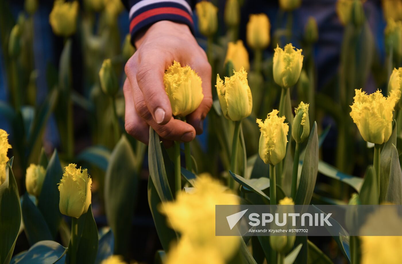 Russia Flowers