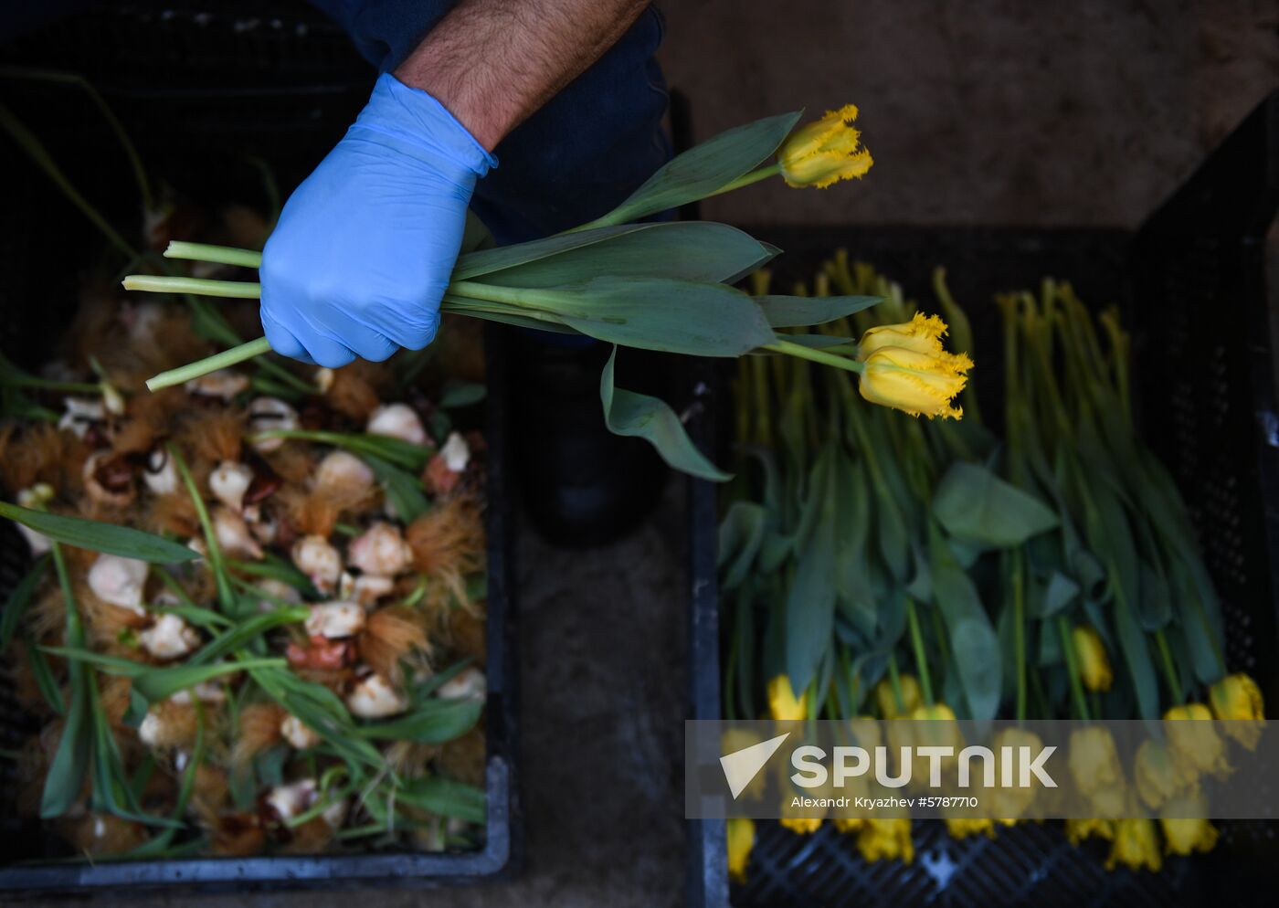 Russia Flowers