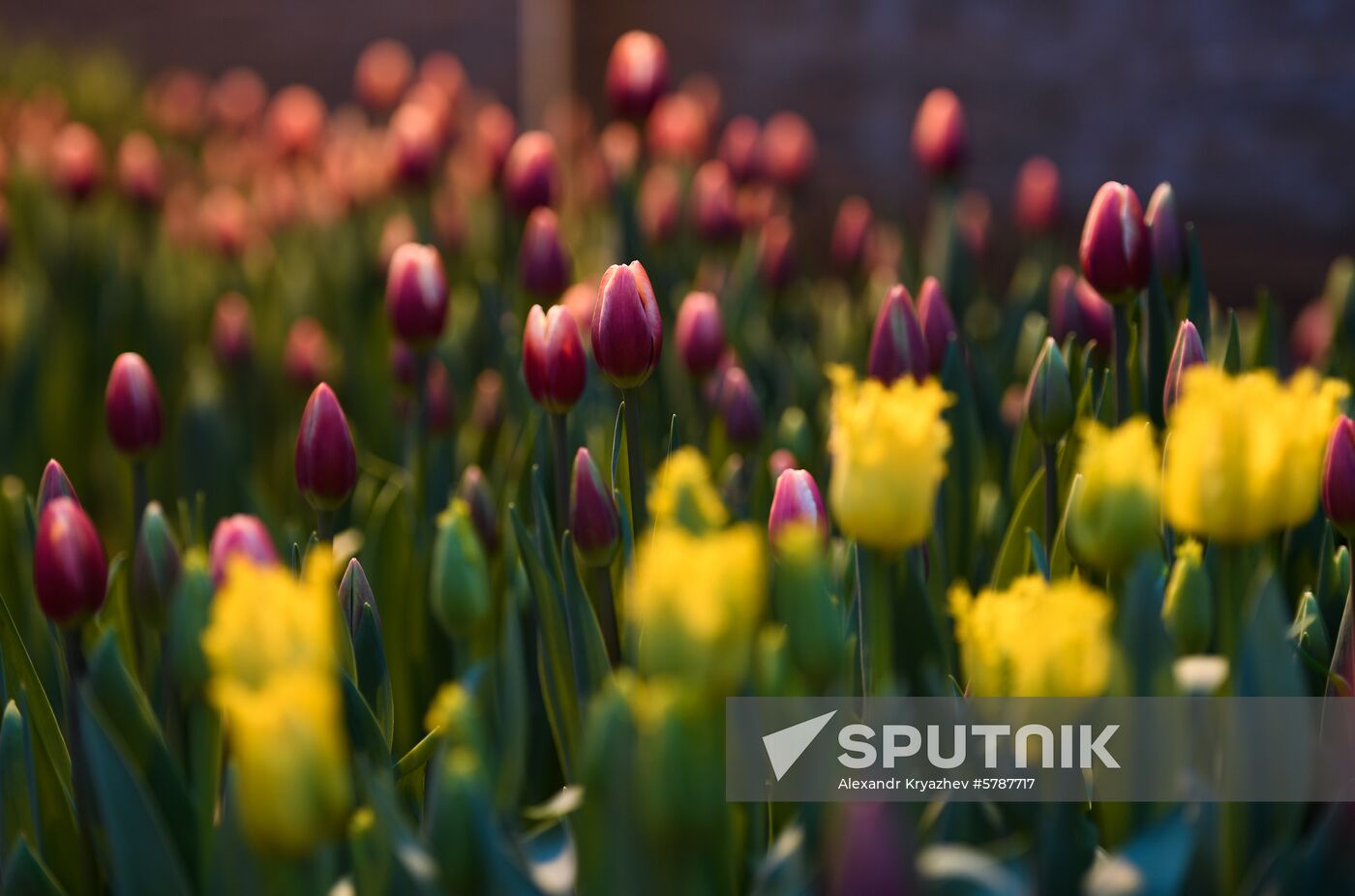 Russia Flowers