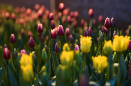 Russia Flowers