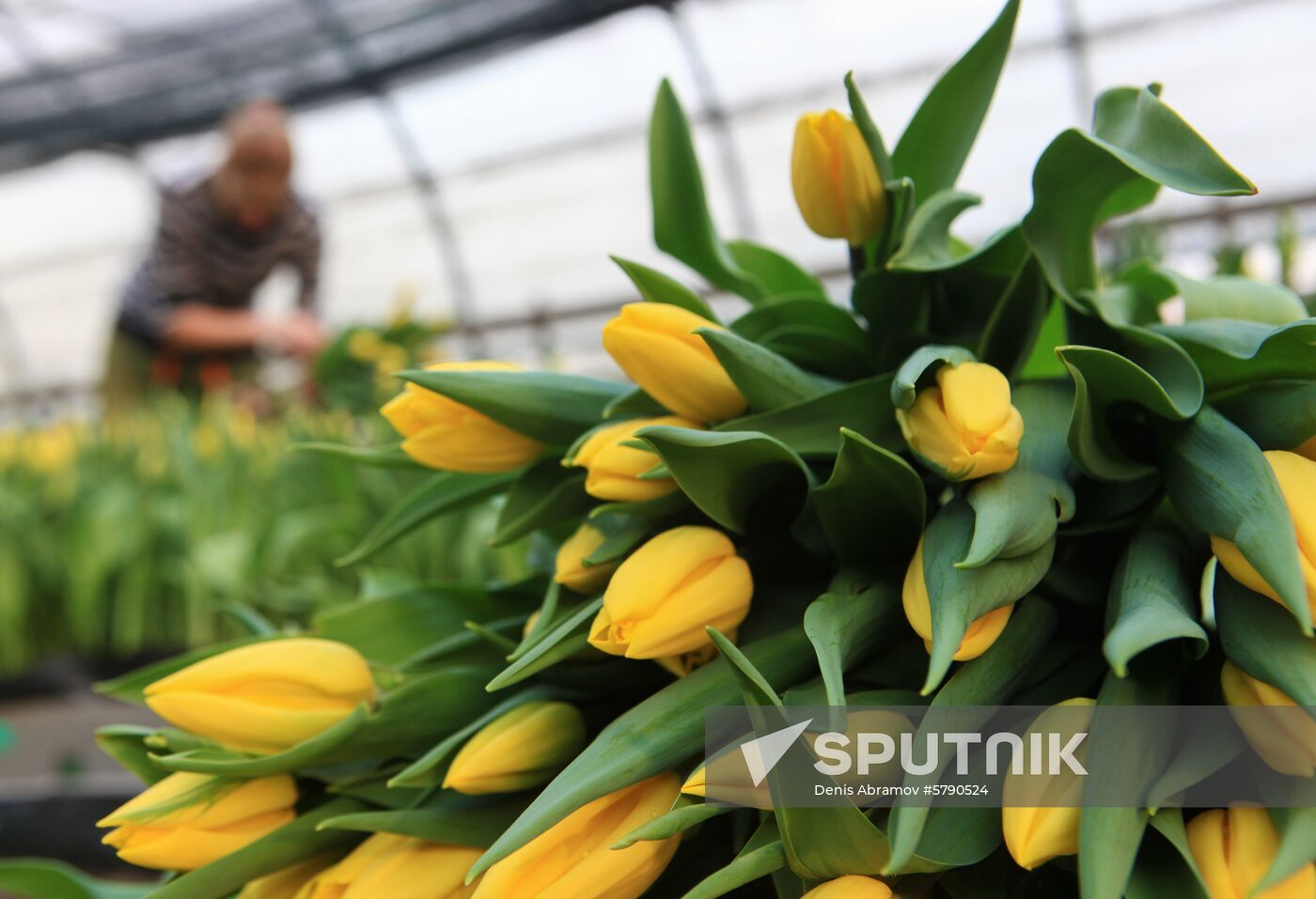 Russia Flowers