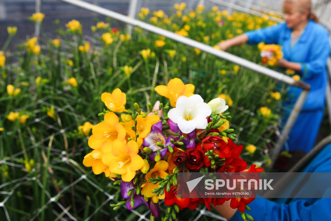 Russia Flowers