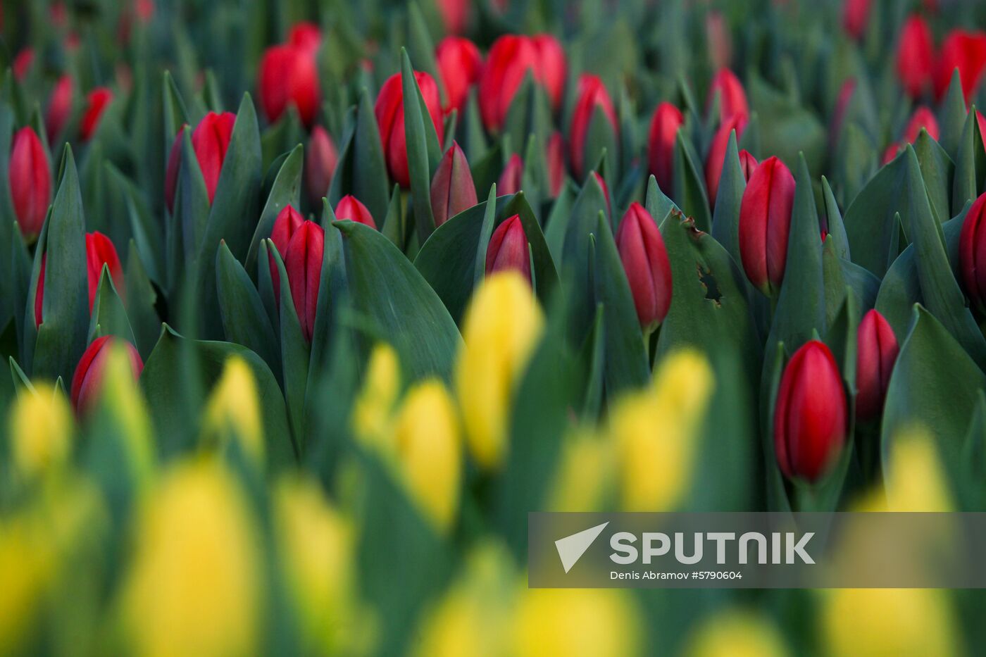 Russia Flowers