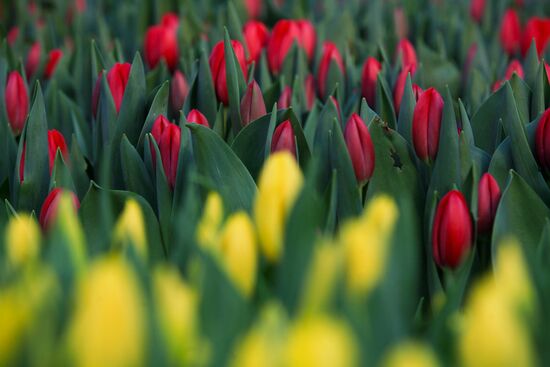 Russia Flowers