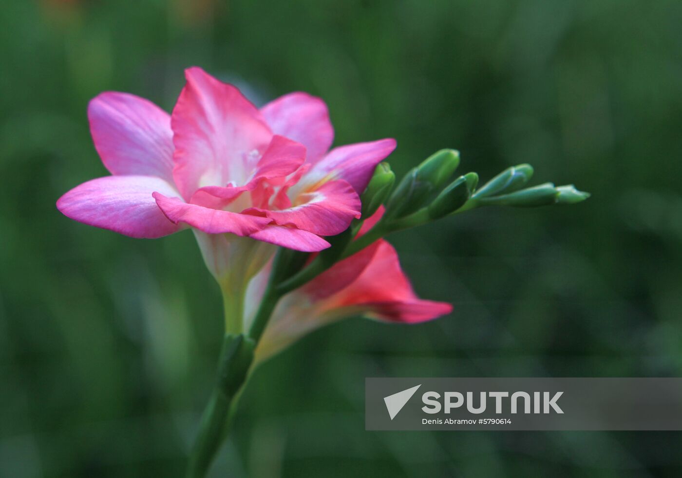 Russia Flowers