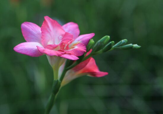 Russia Flowers