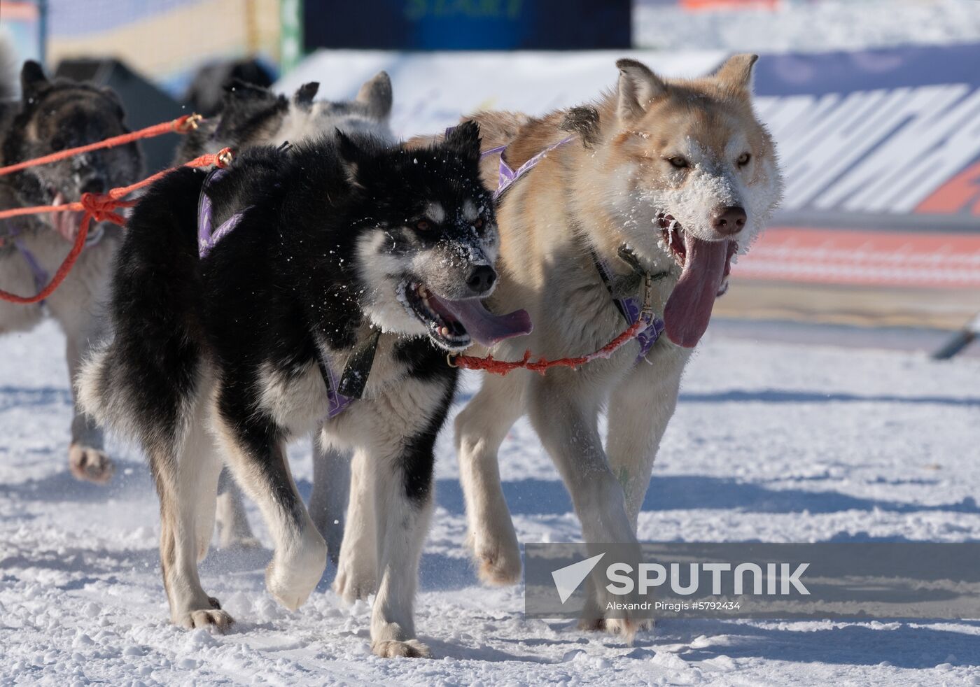 Russia Dog Sled Race