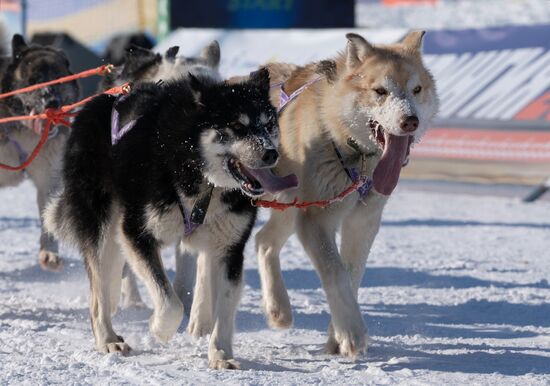 Russia Dog Sled Race