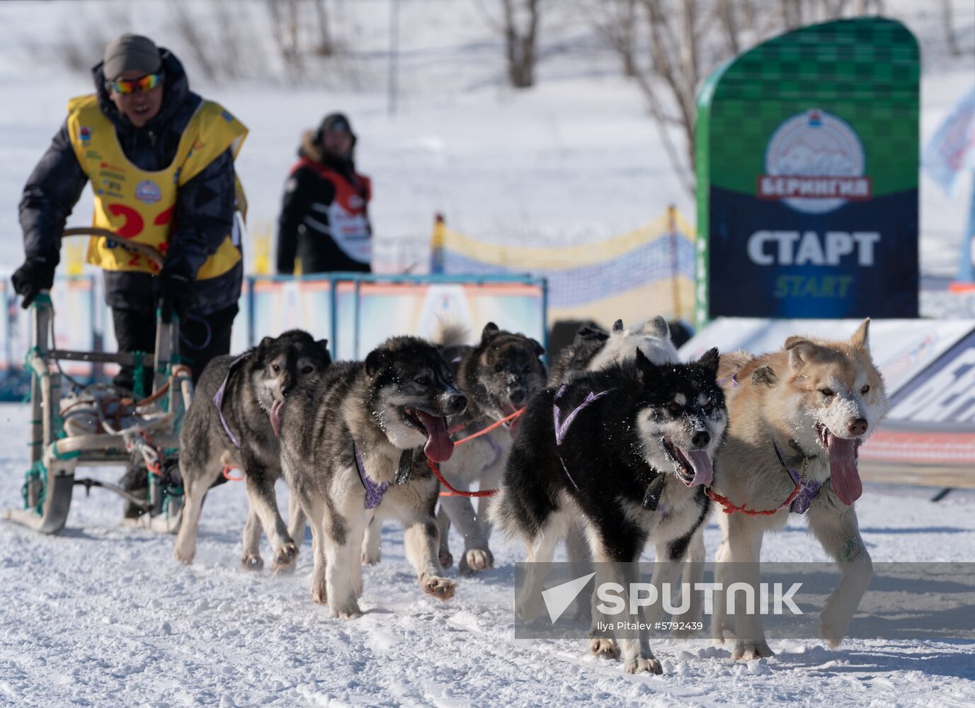 Russia Dog Sled Race