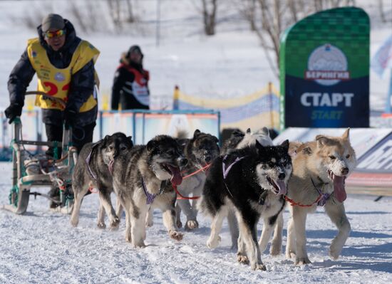 Russia Dog Sled Race