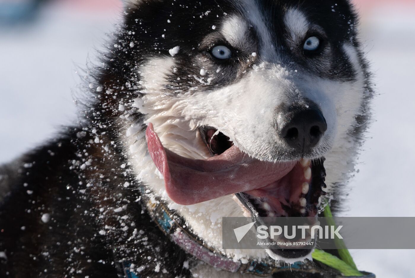 Russia Dog Sled Race