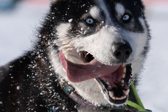 Russia Dog Sled Race