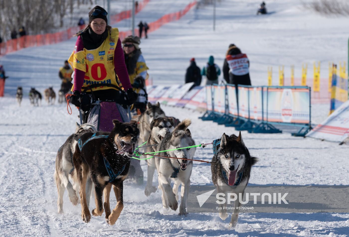 Russia Dog Sled Race