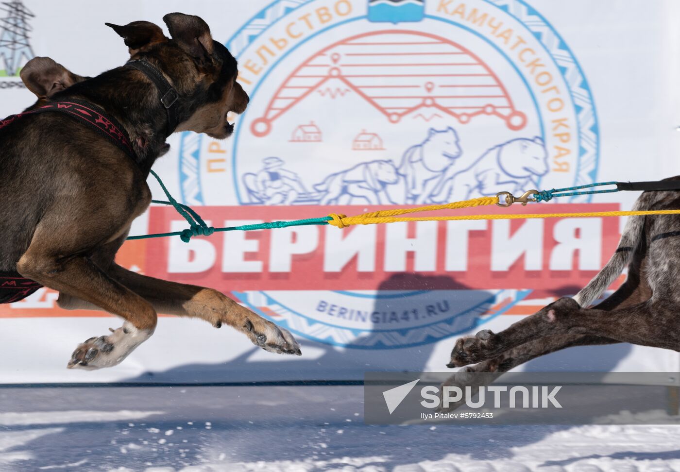 Russia Dog Sled Race