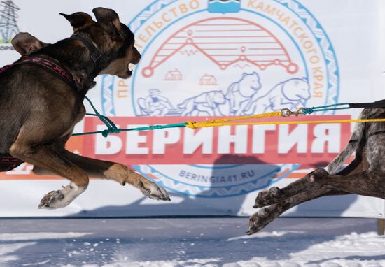 Russia Dog Sled Race