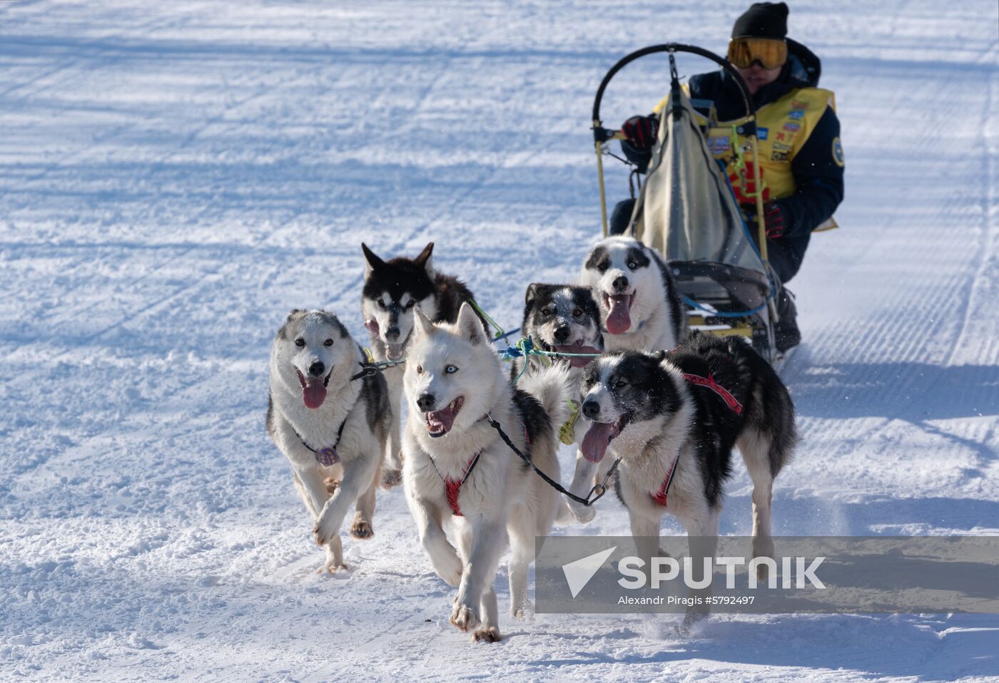 Russia Dog Sled Race