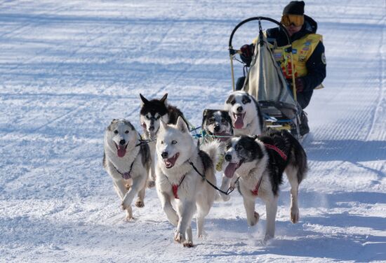 Russia Dog Sled Race