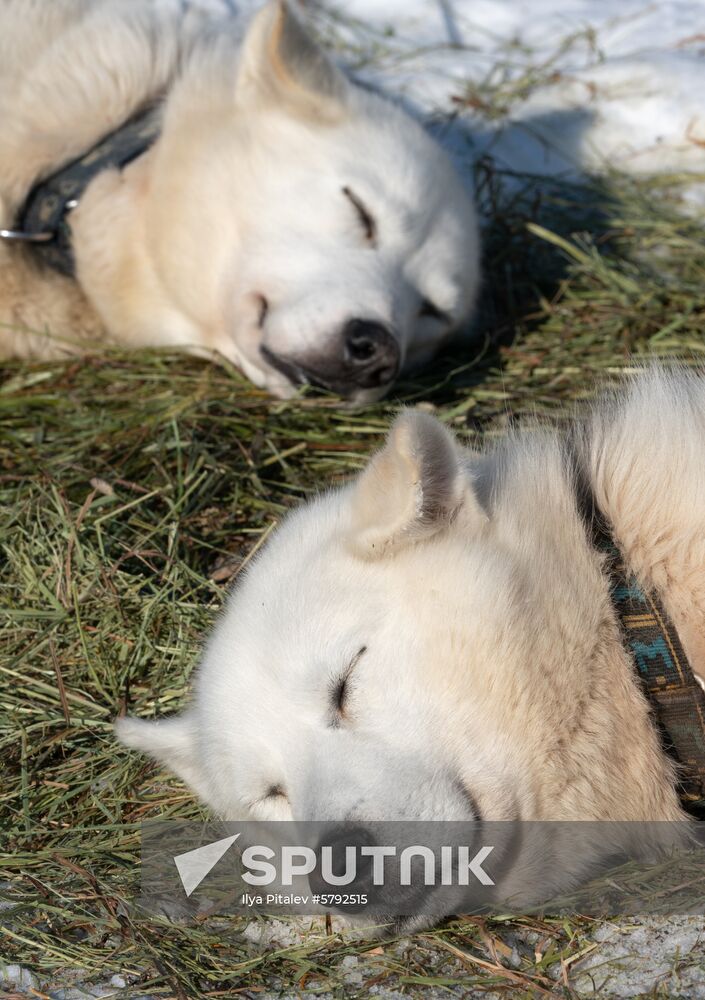Russia Dog Sled Race