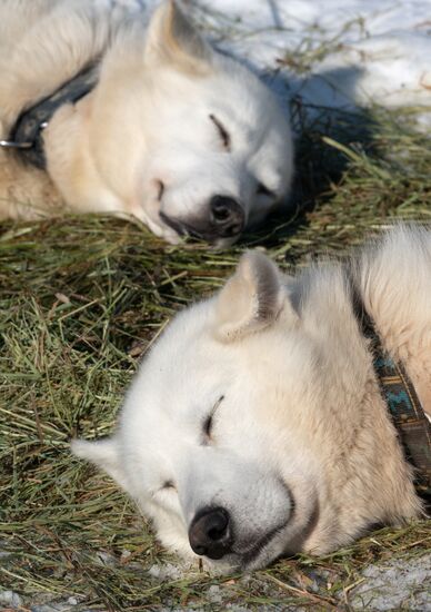 Russia Dog Sled Race