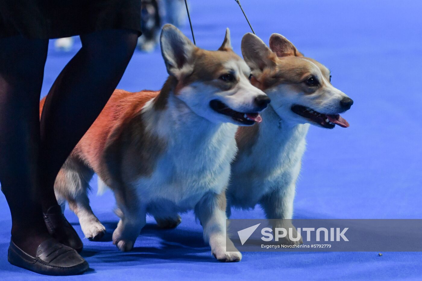 Russia Dogs Show