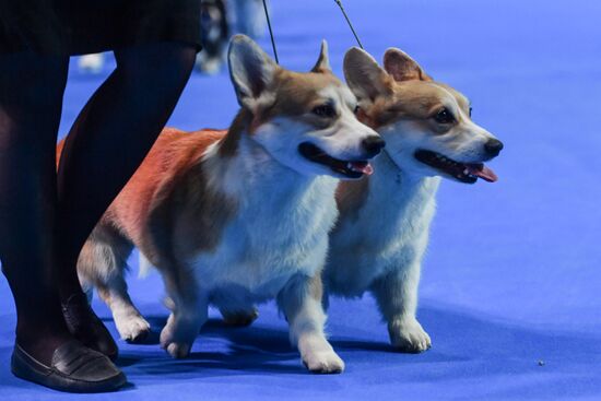 Russia Dogs Show