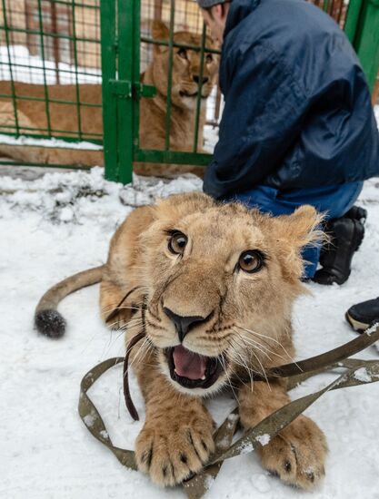 Russia Wild Animals Rehabilitation Centre