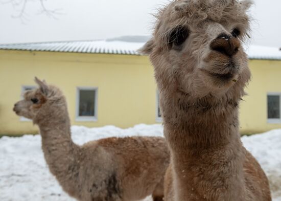Russia Wild Animals Rehabilitation Centre
